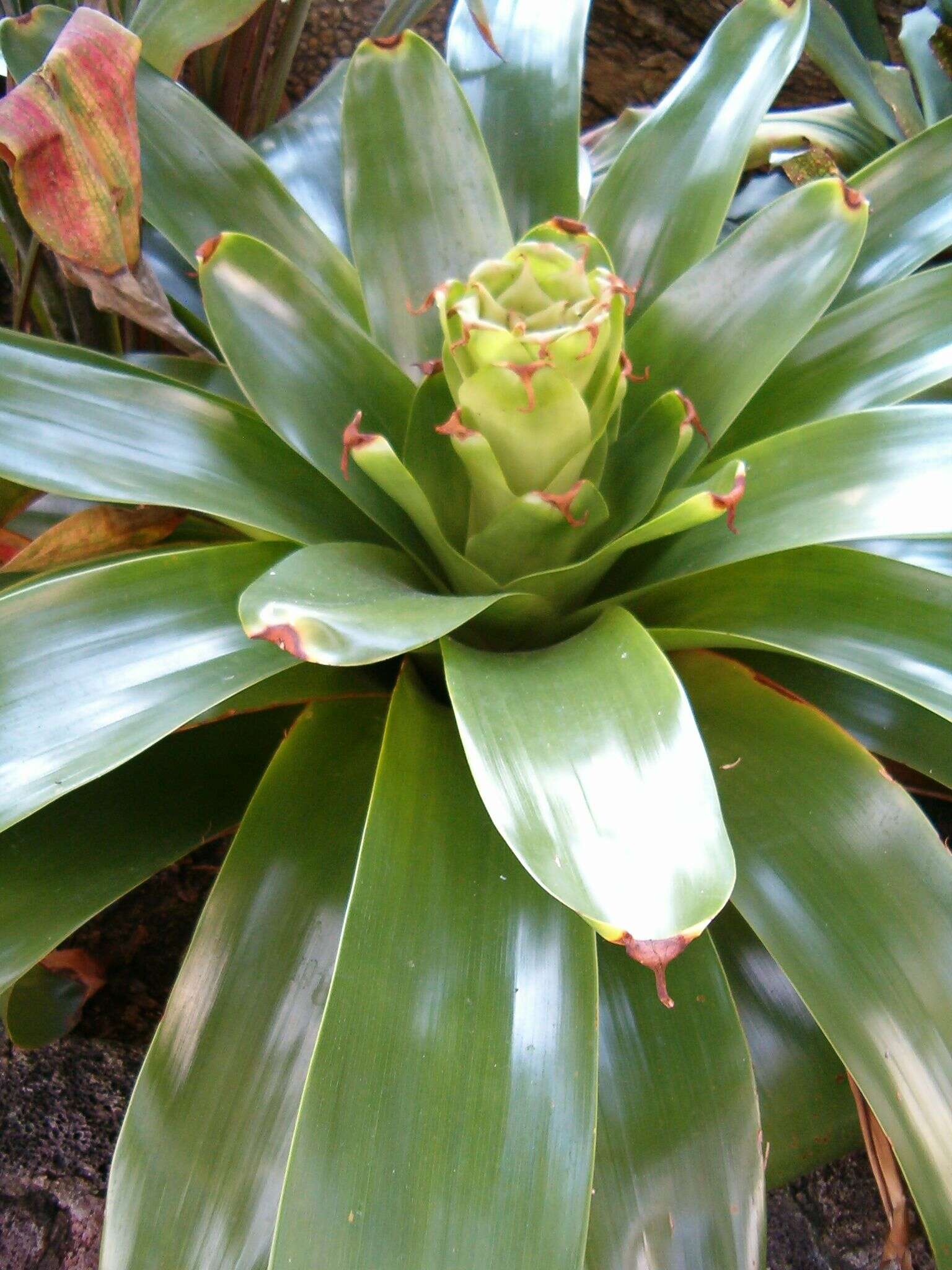 Image de Glomeropitcairnia erectiflora Mez