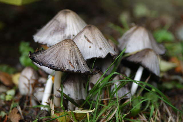 Coprinopsis atramentaria (Bull.) Redhead, Vilgalys & Moncalvo 2001 resmi