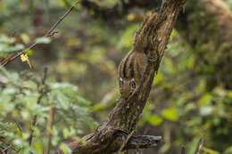 Image of Swinhoe's Striped Squirrel