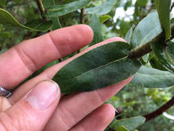 Слика од Arctostaphylos andersonii A. Gray