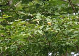 Image of Stewartia monadelpha Siebold & Zucc.