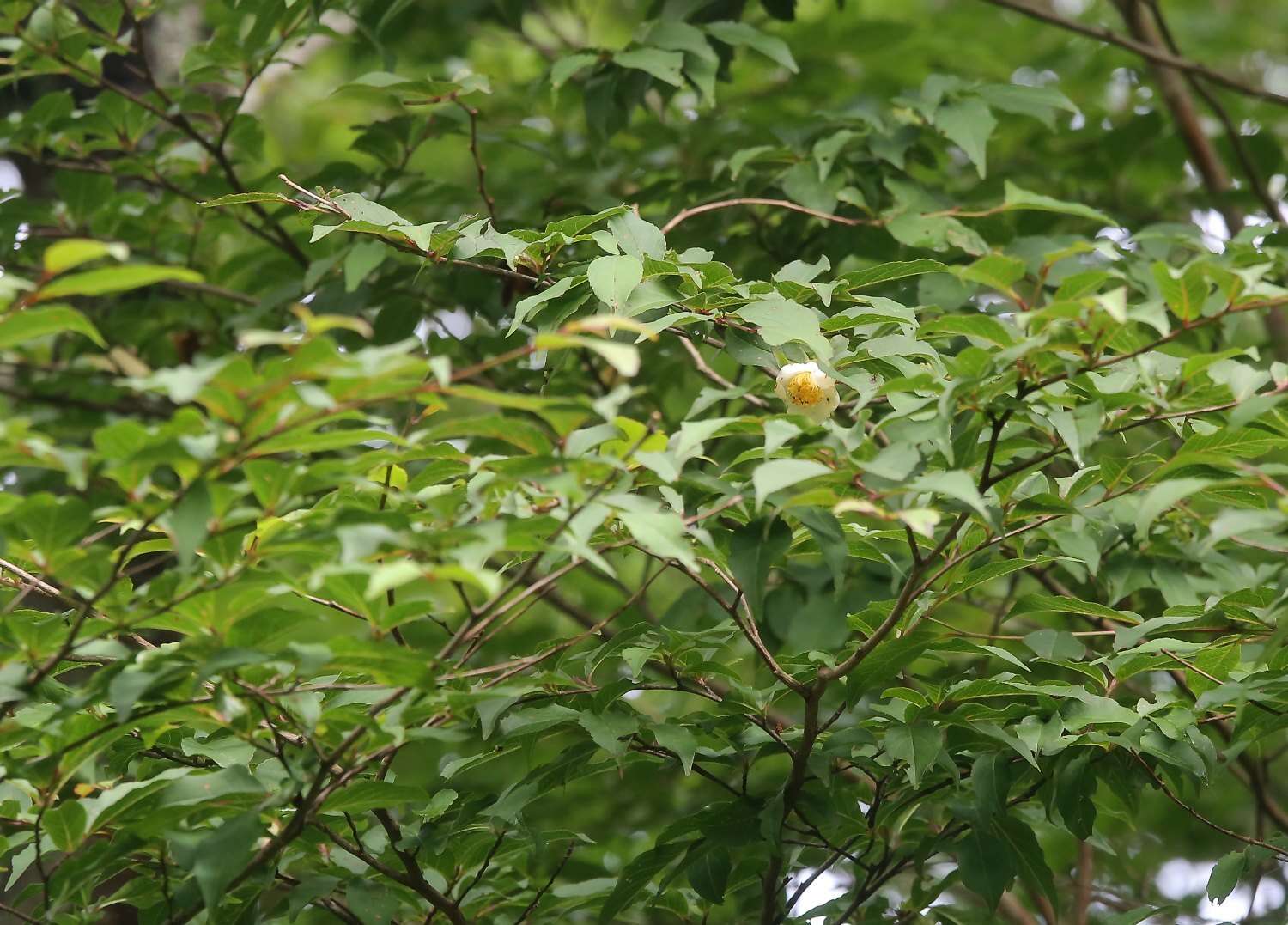 Imagem de Stewartia monadelpha Siebold & Zucc.