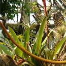 Image of Vriesea sucrei L. B. Sm. & Read