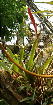 Image of Vriesea sucrei L. B. Sm. & Read