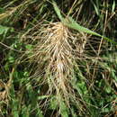 Image of Aristida behriana F. Muell.