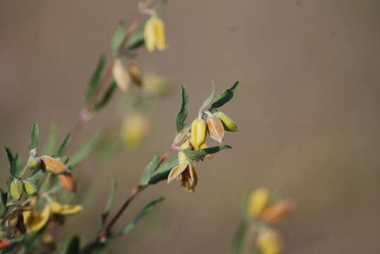 Image of Clematis fruticosa Turcz.