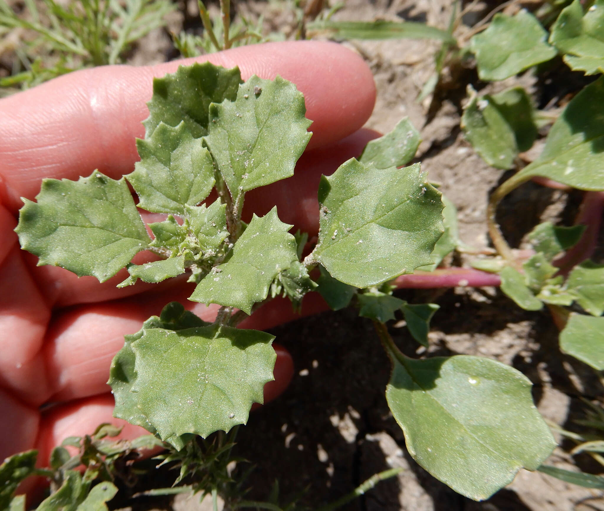 Plancia ëd Suckleya suckleyana (Torr.) Rydb.