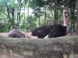 Image of ostriches