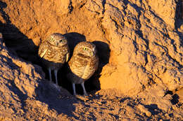 Image of Burrowing Owl