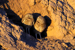 Image of Burrowing Owl