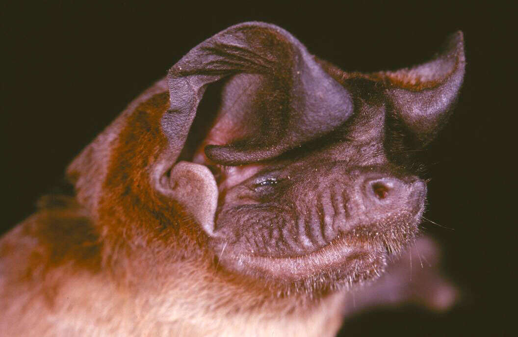 Image of Mops trevori J. A. Allen 1917