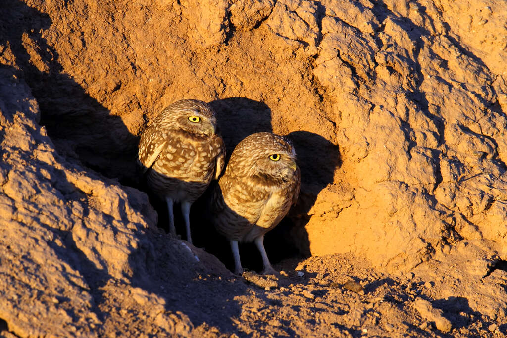 Image of Burrowing Owl