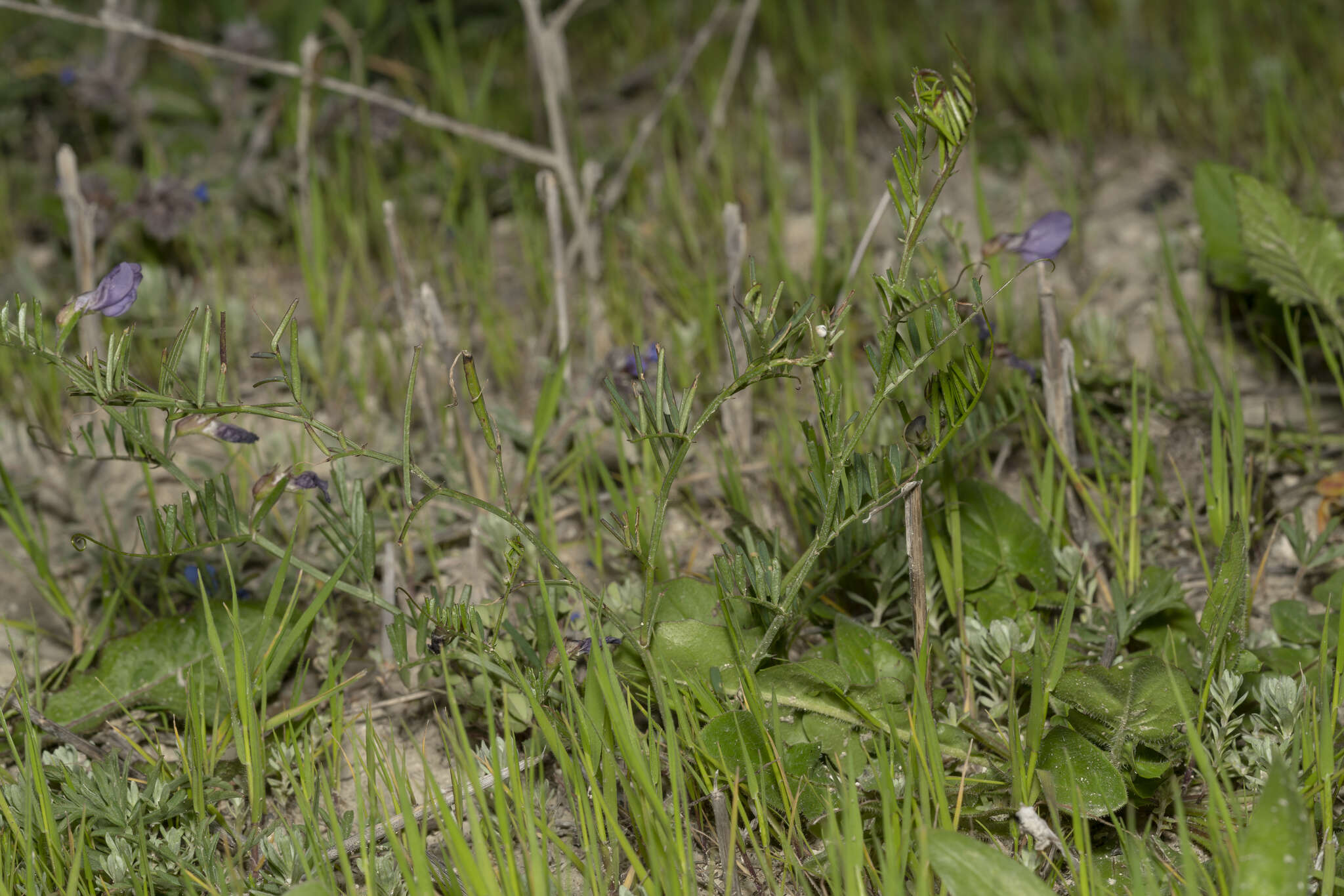 Image of wandering vetch