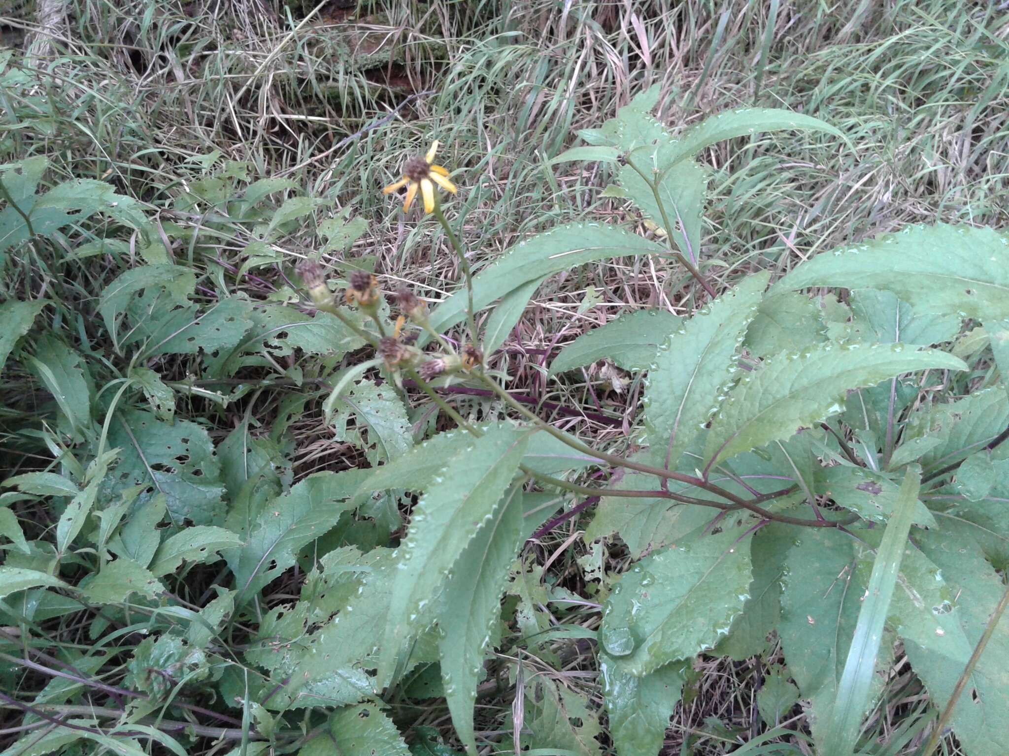 Imagem de Senecio nemorensis L.