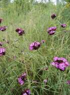 Imagem de Dianthus giganteus Dum.-Urville