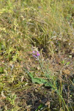 Imagem de Astragalus varius S. G. Gmelin