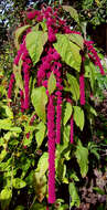 Image of love-lies-bleeding