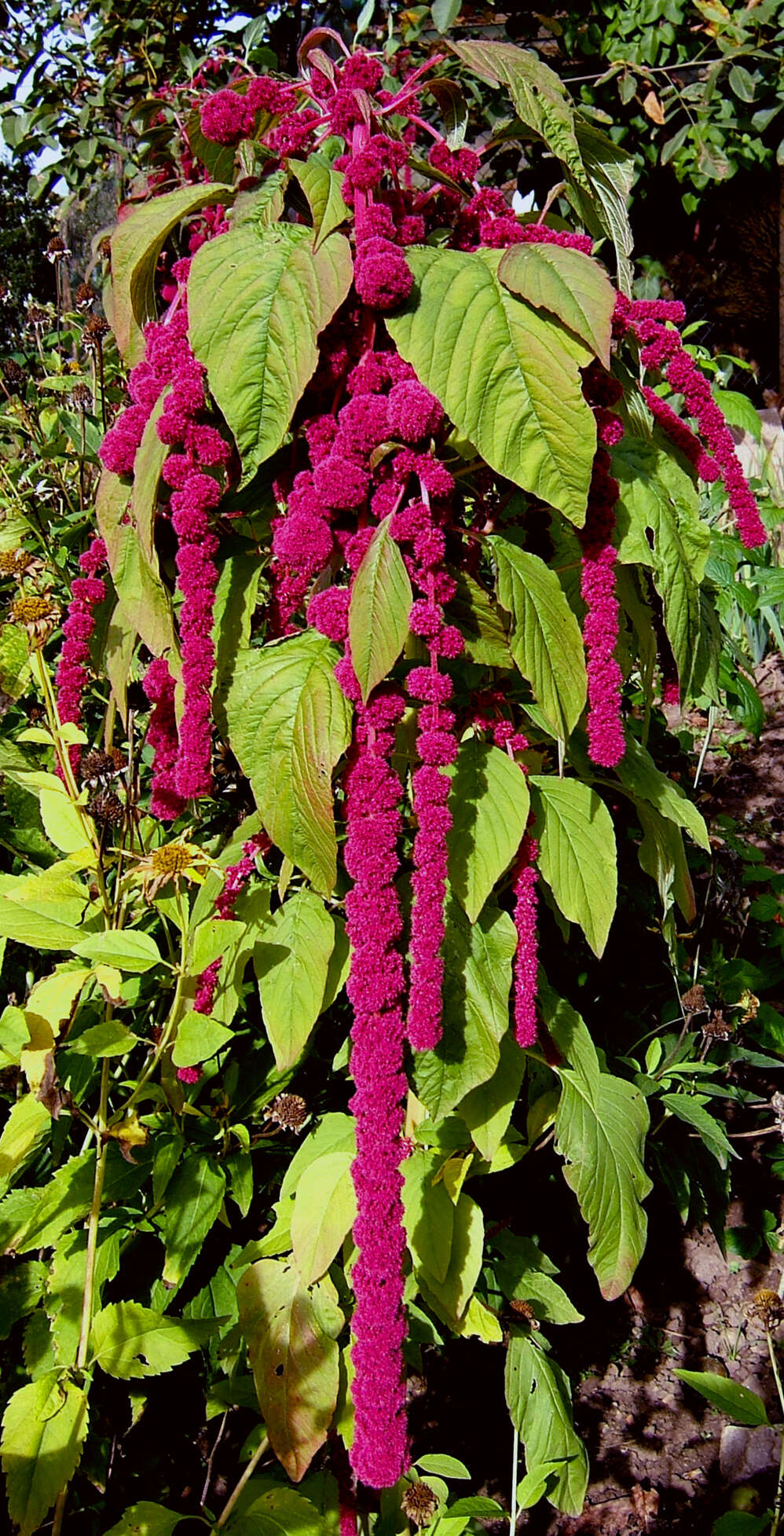 Image of love-lies-bleeding