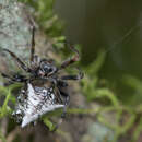 Imagem de Verrucosa meridionalis (Keyserling 1892)