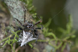 Image of Verrucosa meridionalis (Keyserling 1892)