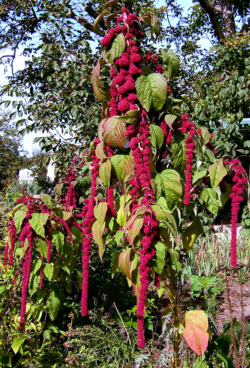 Image of love-lies-bleeding