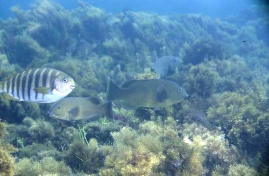 Achoerodus gouldii (Richardson 1843) resmi