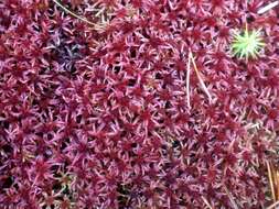 Image of red bog-moss