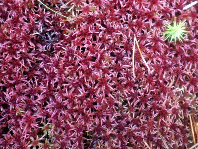 Image of red bog-moss