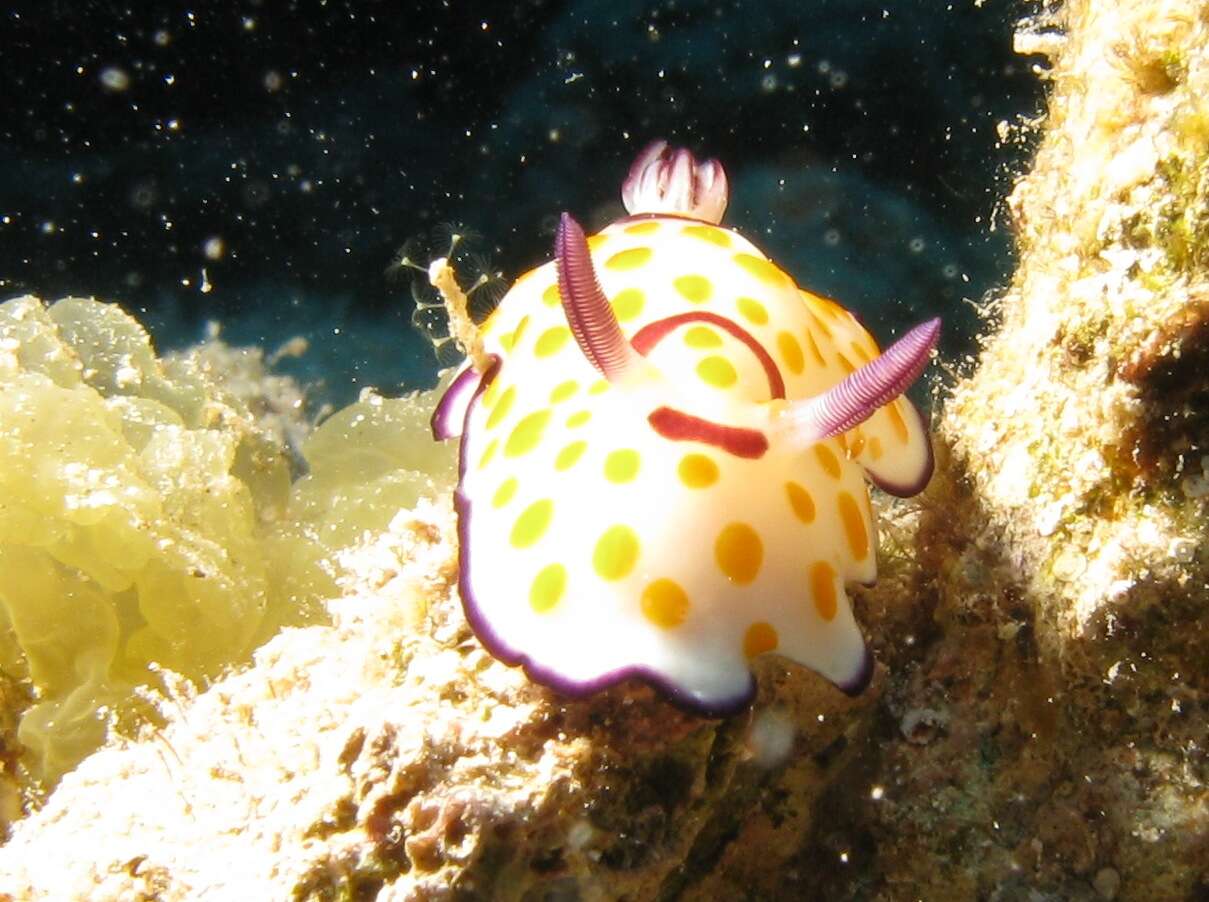 Image de Hypselodoris pulchella (Rüppell & Leuckart 1830)