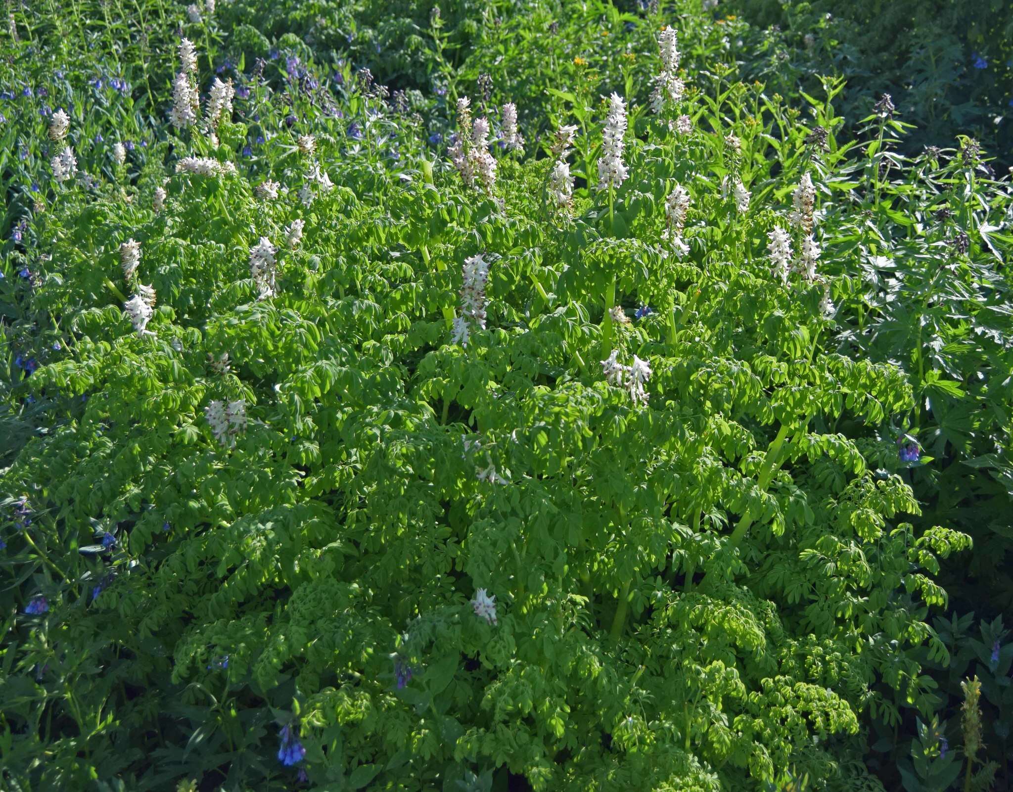 Image de Corydalis caseana A. Gray