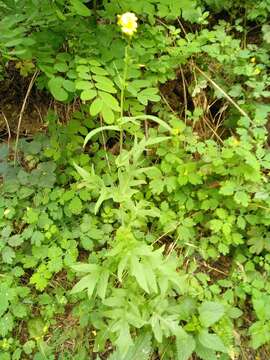 Image of Lactuca quercina L.