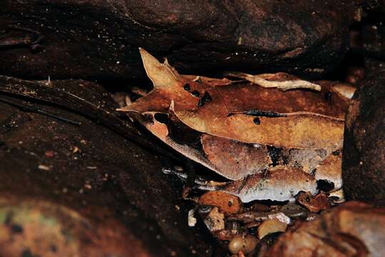 Image of Borneon Horned Frog