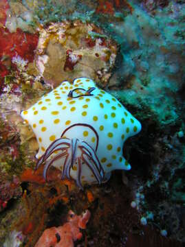 Image de Hypselodoris pulchella (Rüppell & Leuckart 1830)