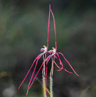 Caladenia exilis subsp. vanleeuwenii Hopper & A. P. Br.的圖片