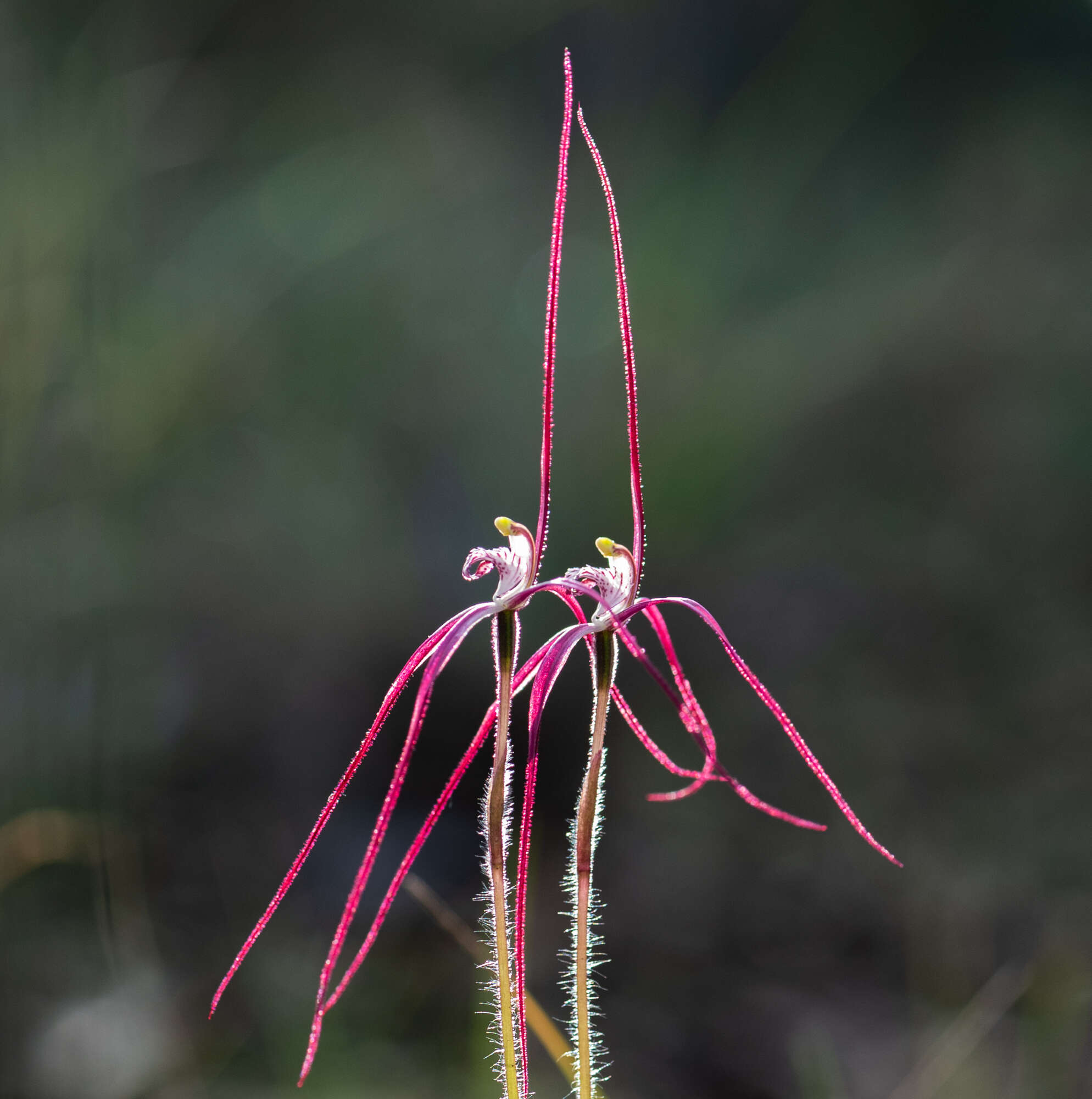 Caladenia exilis subsp. vanleeuwenii Hopper & A. P. Br.的圖片