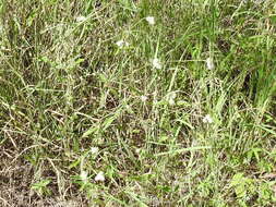 Image of Sonoran globe amaranth