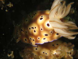 Image of Leopard head flapper slug