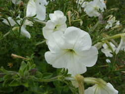 صورة Petunia axillaris (Lam.) Britton