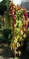 Image of love-lies-bleeding