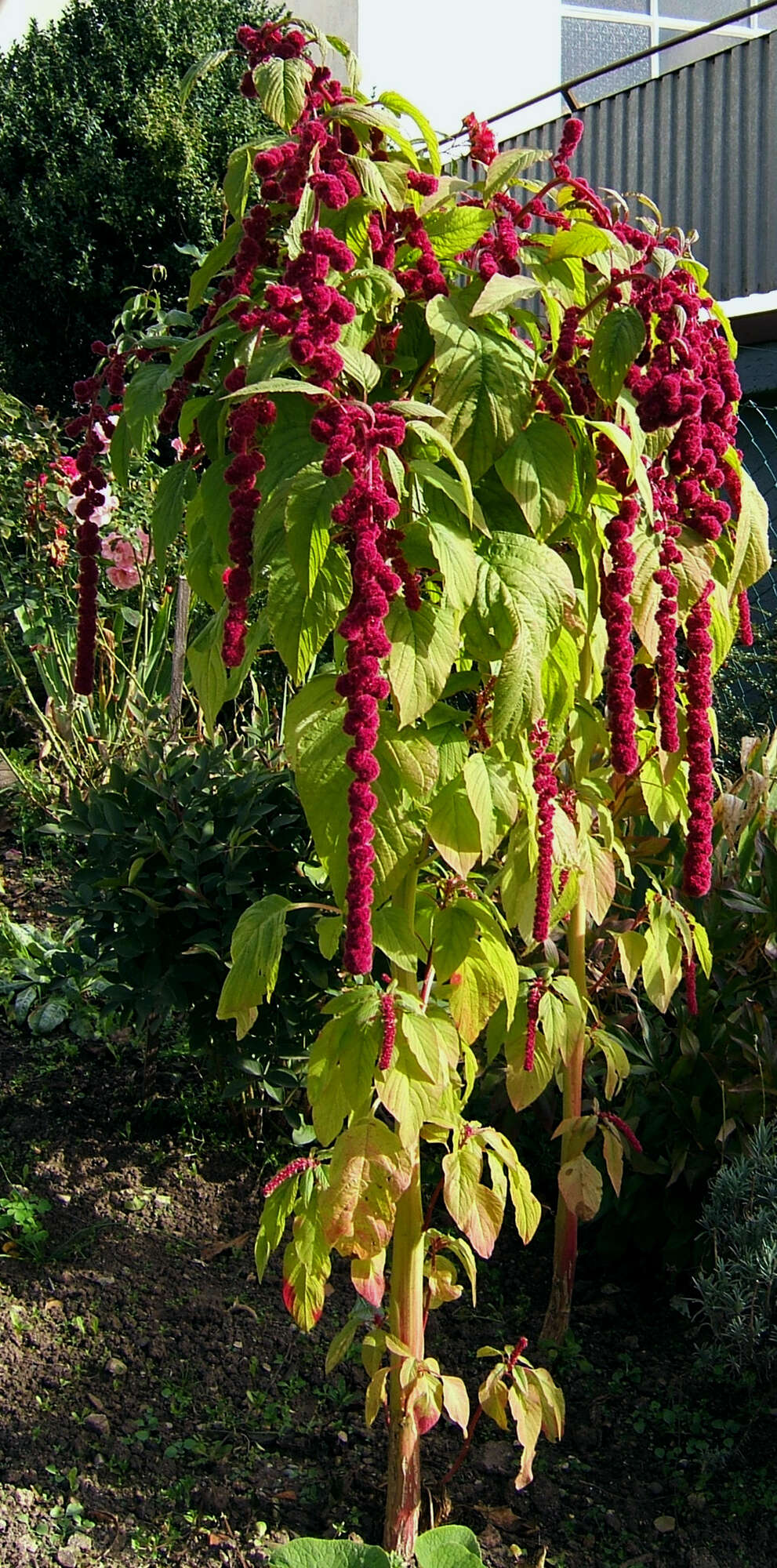 Image of love-lies-bleeding