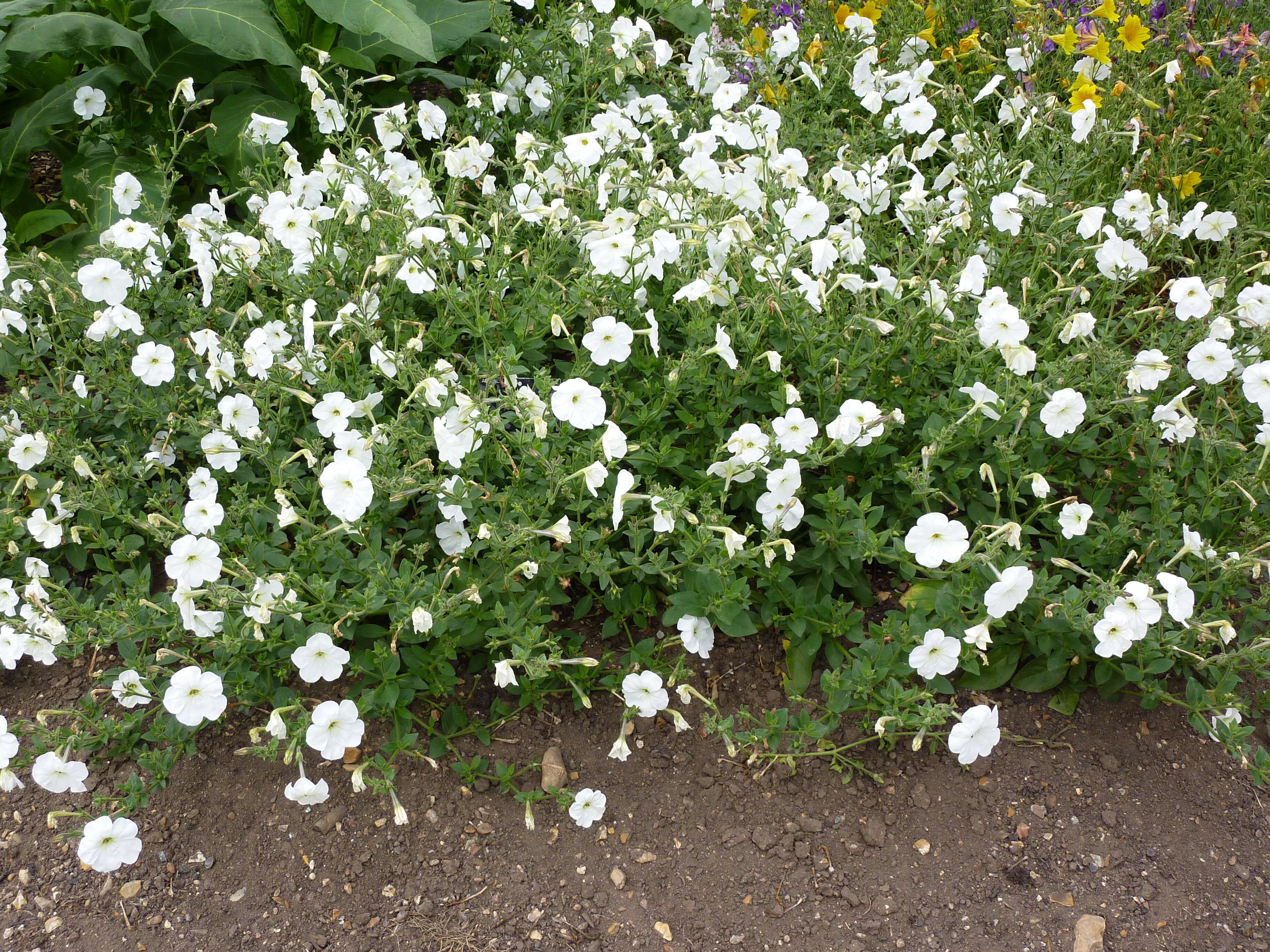 صورة Petunia axillaris (Lam.) Britton