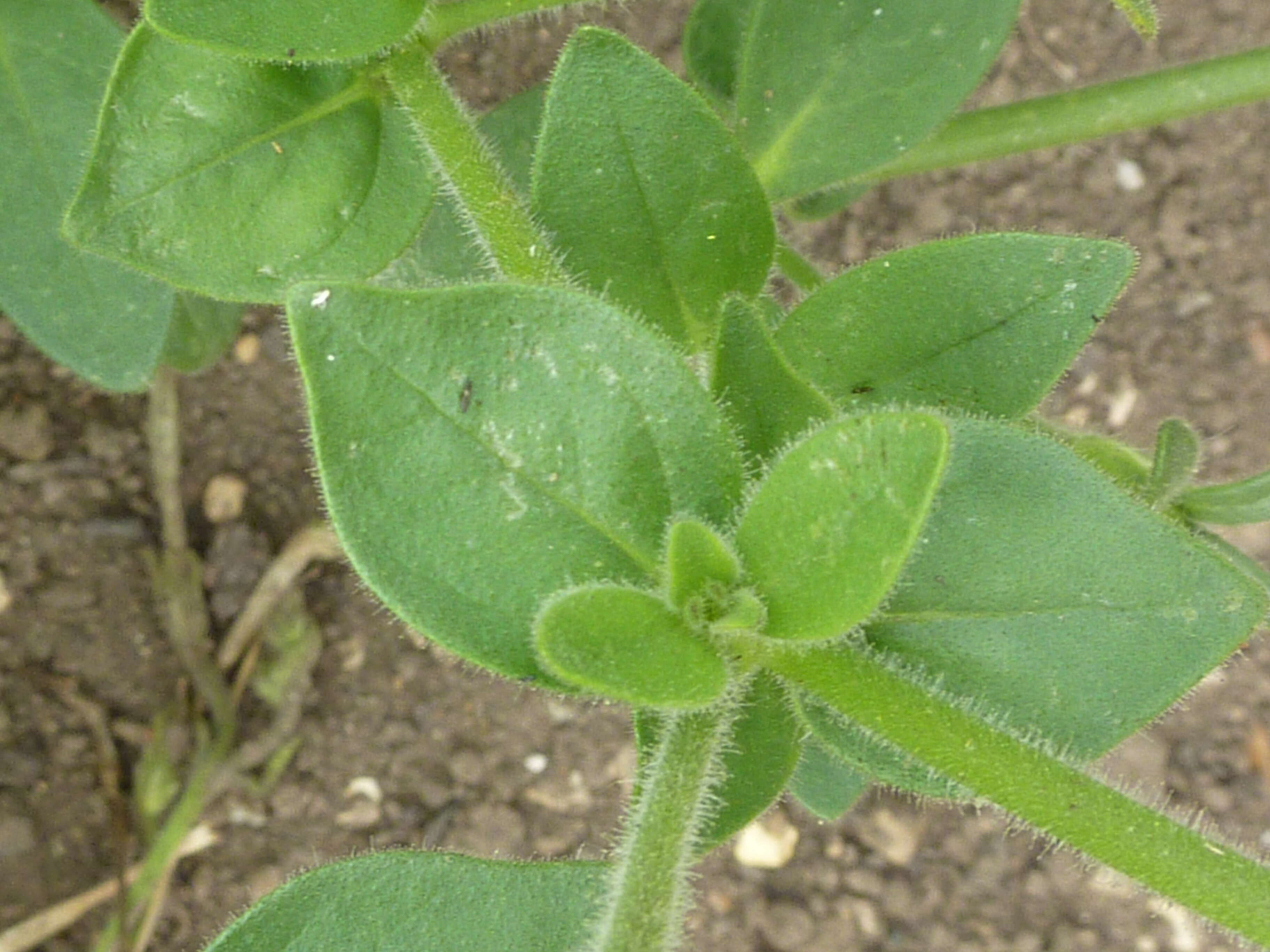 صورة Petunia axillaris (Lam.) Britton