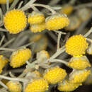 Image of Artemisia arborescens L.