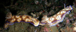 Image of Leopard head flapper slug