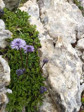 Image de Globularia meridionalis (Podp.) O. Schwarz