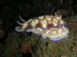 Image of Leopard head flapper slug