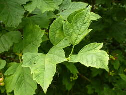 Image of Sargent's Viburnum