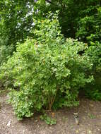 Image of Sargent's Viburnum