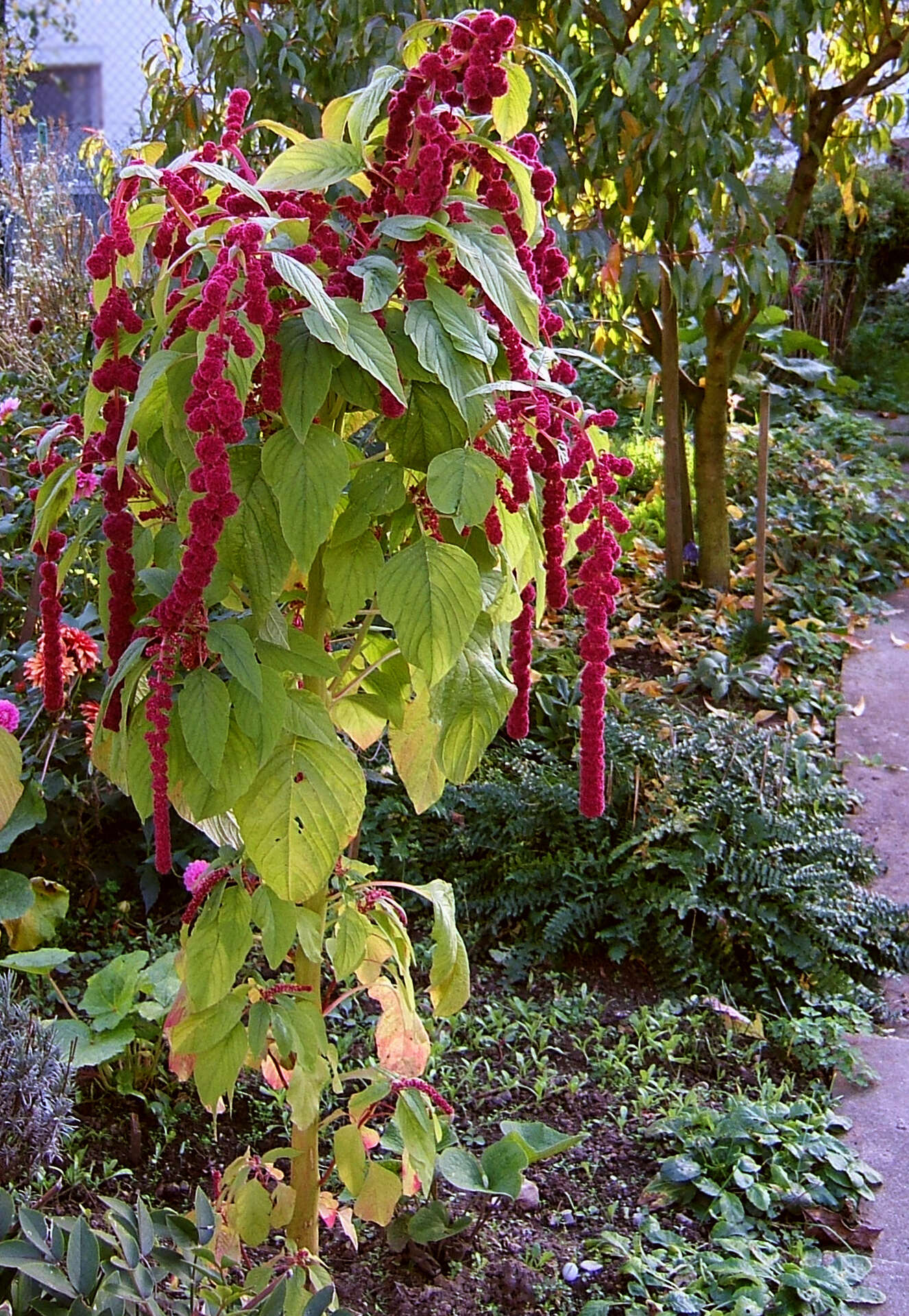 Image of love-lies-bleeding