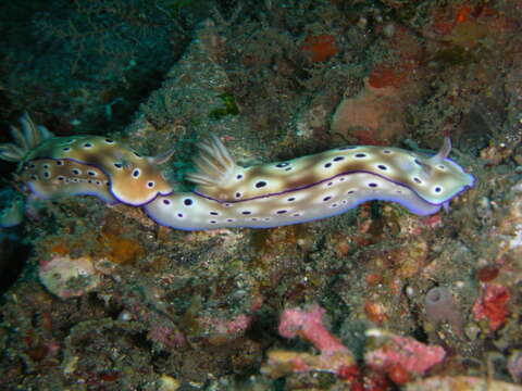 Image of Leopard head flapper slug